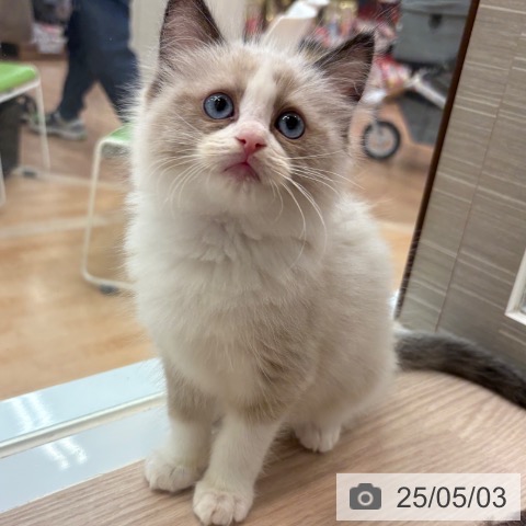 ラグドールの写真