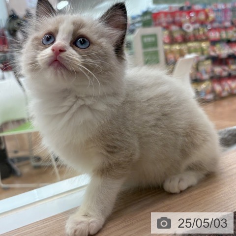 ラグドールの写真