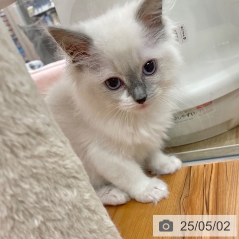 ラグドールの写真