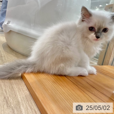 ラグドールの写真