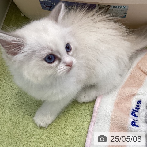ラグドールの写真
