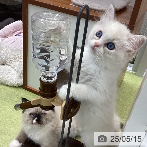 ラグドールの写真