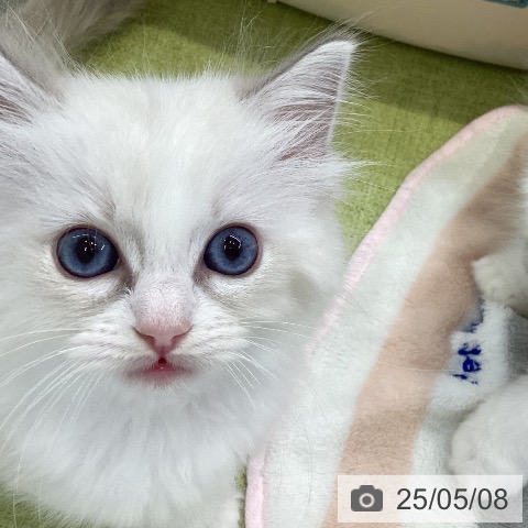 ラグドールの写真