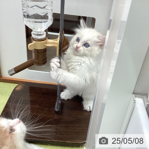 ラグドールの写真