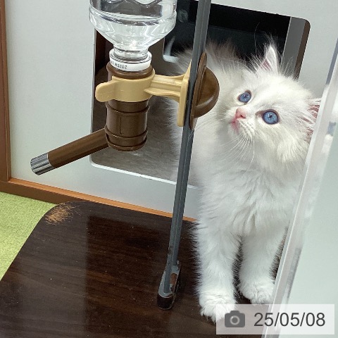ラグドールの写真