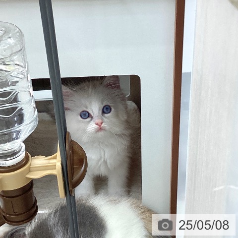 ラグドールの写真