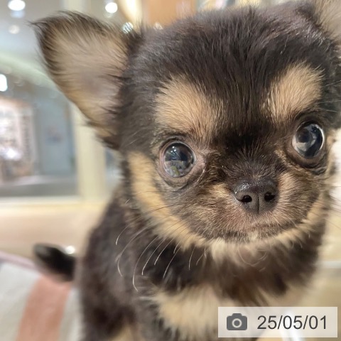 チワワの写真