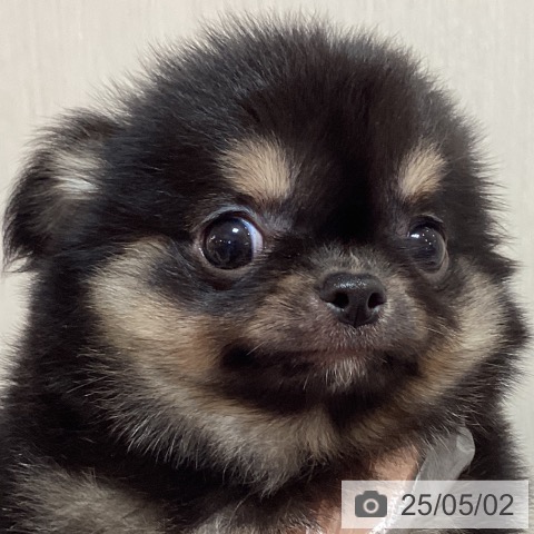 チワワの写真