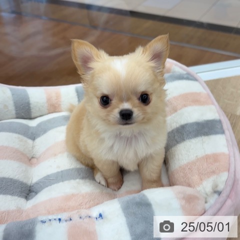 チワワの写真