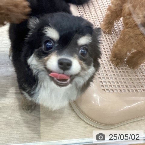 チワワの写真
