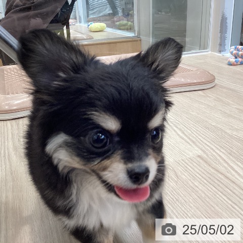 チワワの写真