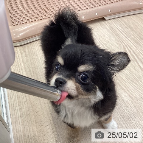 チワワの写真
