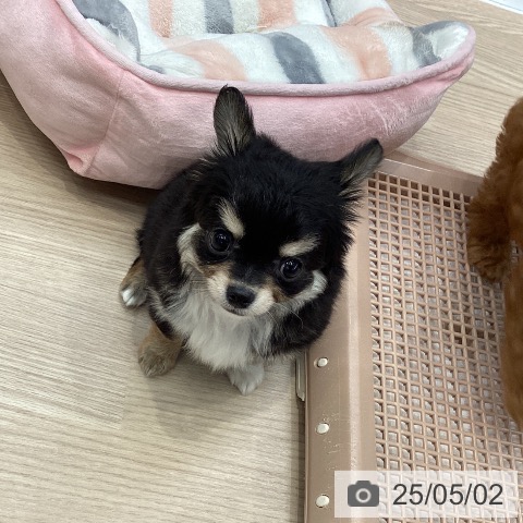 チワワの写真