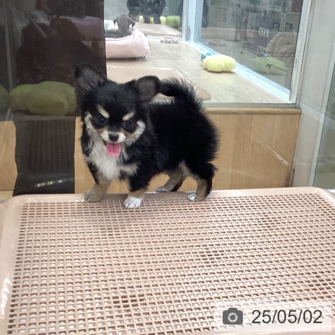 チワワの写真