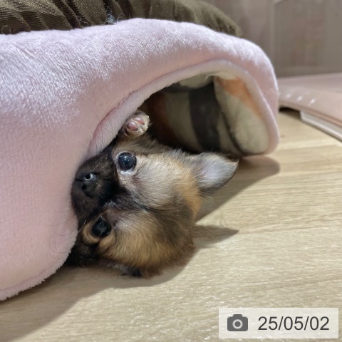 チワワの写真