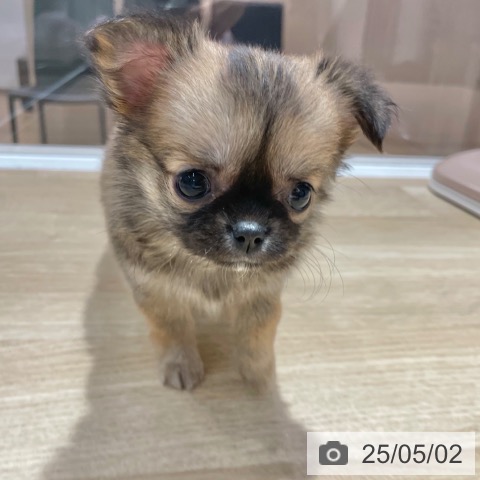 チワワの写真