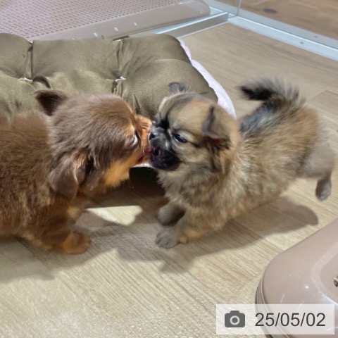 チワワの写真