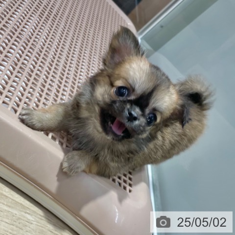 チワワの写真