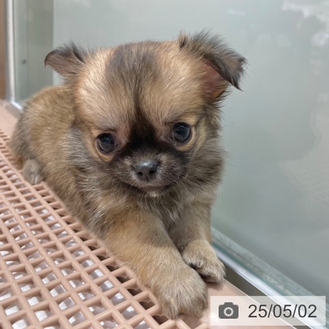 チワワの写真