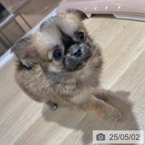 チワワの写真