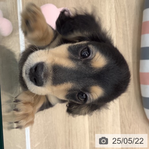 ミニチュア・ダックスフンドの写真