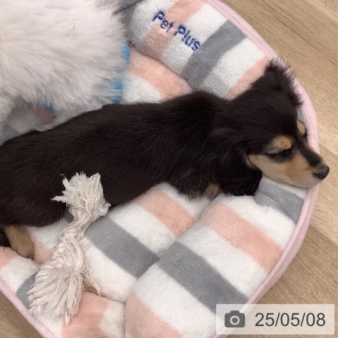 ミニチュア・ダックスフンドの写真