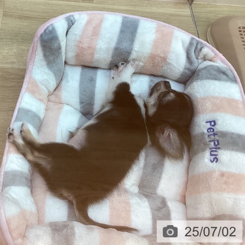 チワワの写真