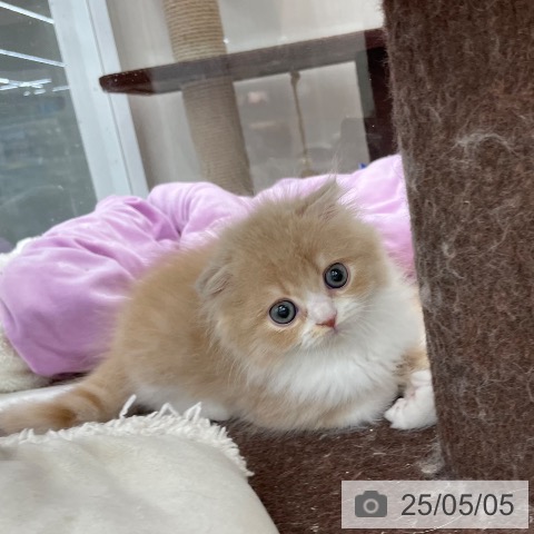 スコティッシュフォールドの写真