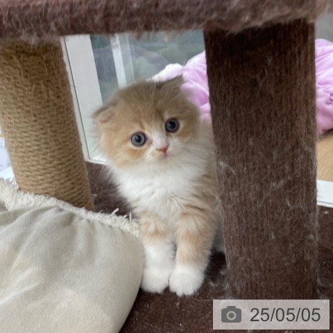 スコティッシュフォールドの写真