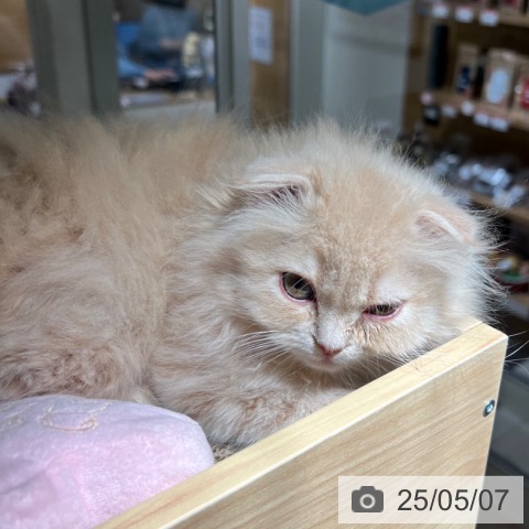 スコティッシュフォールドの写真