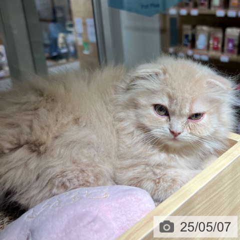 スコティッシュフォールドの写真