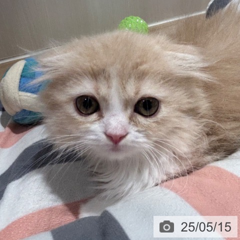 スコティッシュフォールドの写真