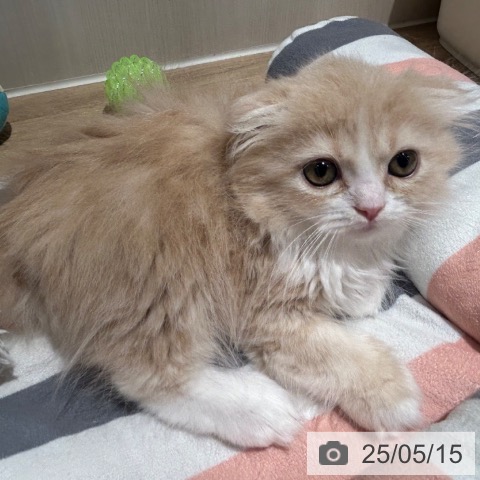 スコティッシュフォールドの写真
