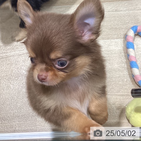 チワワの写真