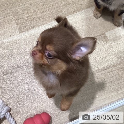 チワワの写真