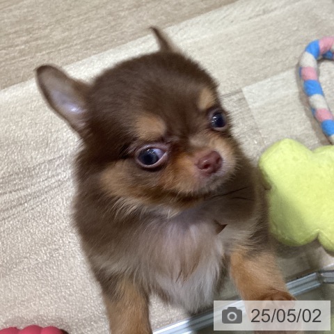 チワワの写真
