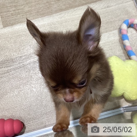 チワワの写真
