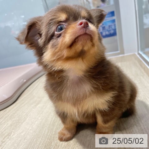 チワワの写真