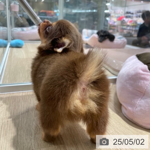 チワワの写真