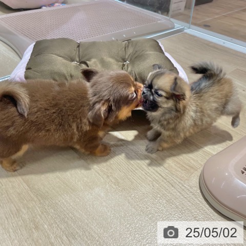 チワワの写真