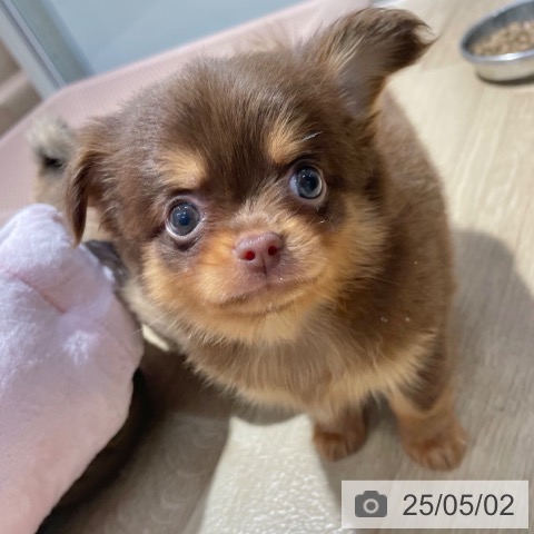 チワワの写真