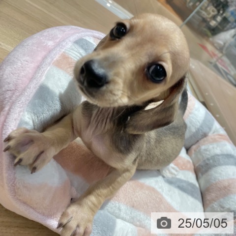 ミニチュア・ダックスフンドの写真