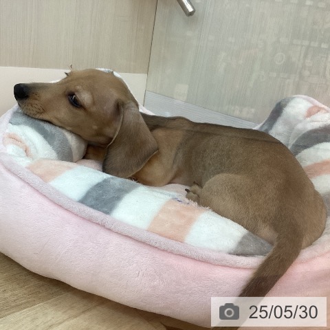 ミニチュア・ダックスフンドの写真