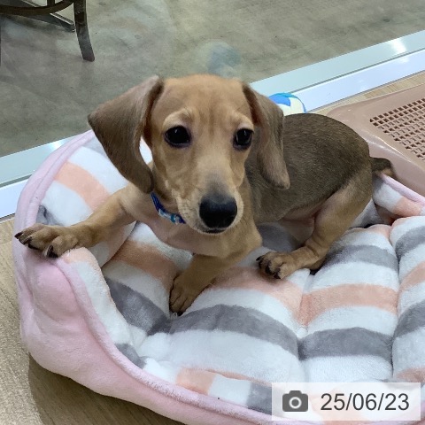 ミニチュア・ダックスフンドの写真