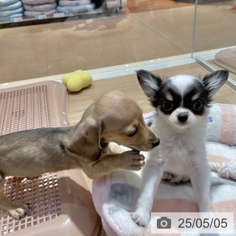 ミニチュア・ダックスフンドの写真