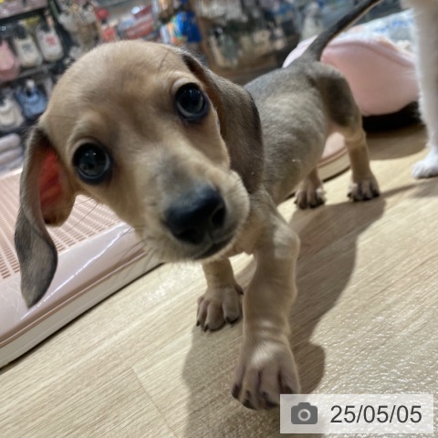 ミニチュア・ダックスフンドの写真
