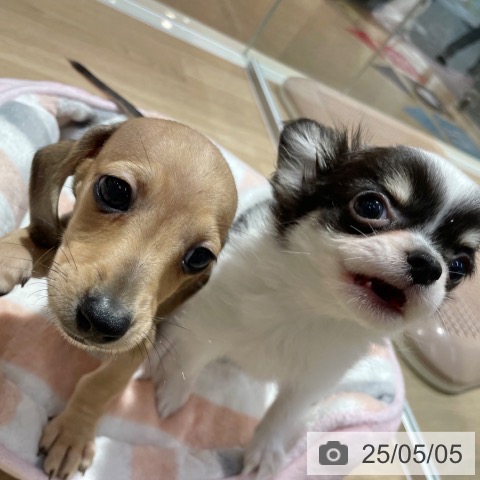 ミニチュア・ダックスフンドの写真