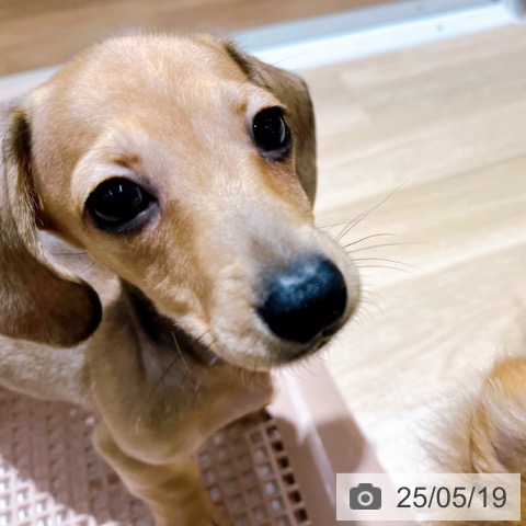 ミニチュア・ダックスフンドの写真