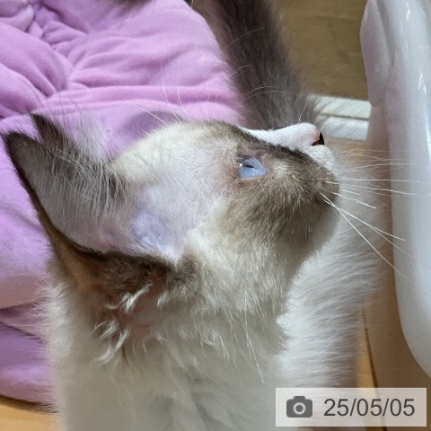 ラグドールの写真