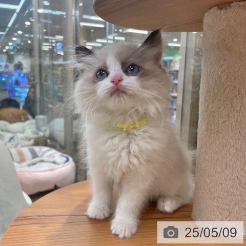 ラグドールの写真